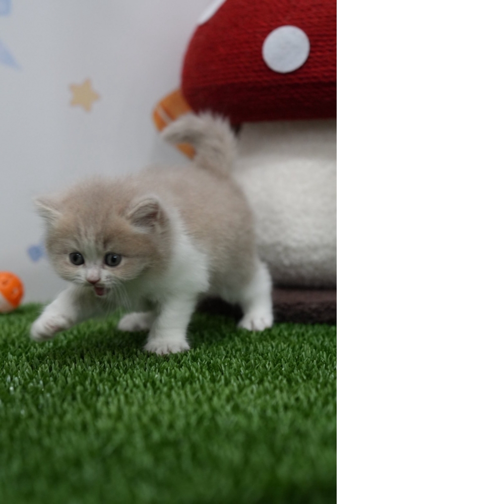 紫丁香賓士英長貓咪(