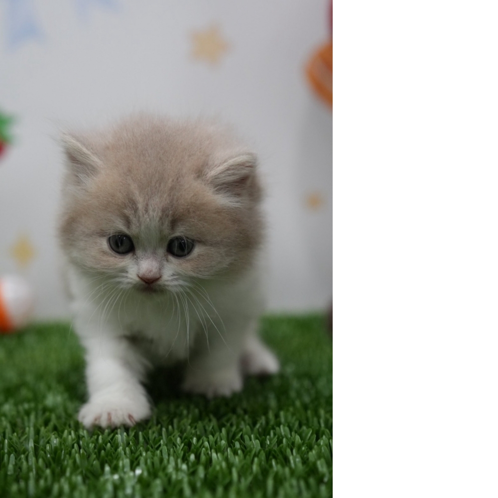 紫丁香賓士英長貓咪(2026.01.01誕生)*