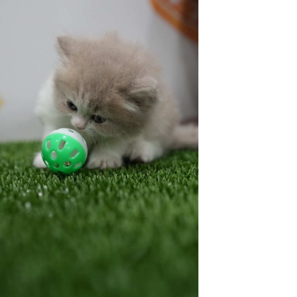 紫丁香賓士英長貓咪(2026.01.01誕生)*