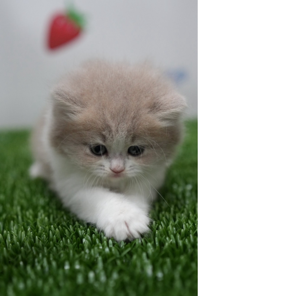 紫丁香賓士英長貓咪(2026.01.01誕生)*