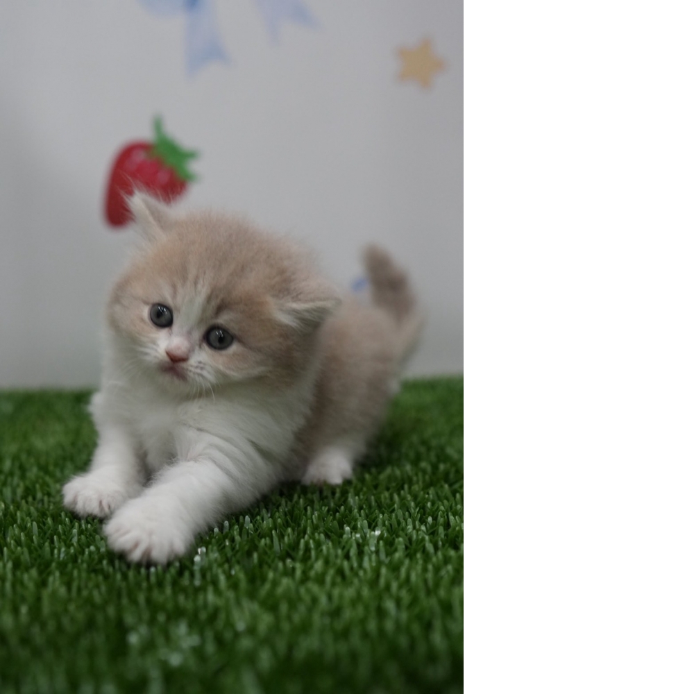 紫丁香賓士英長貓咪(2026.01.01誕生)*