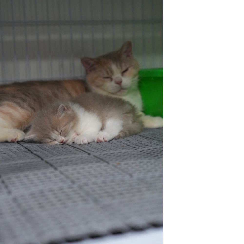 紫丁香賓士英長貓咪(2026.01.01誕生)*