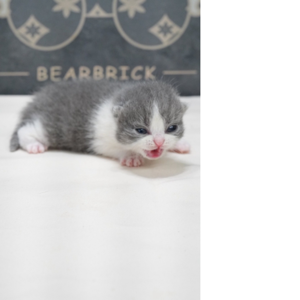 藍白賓士英短貓咪(2026.02.02誕生)弟弟*