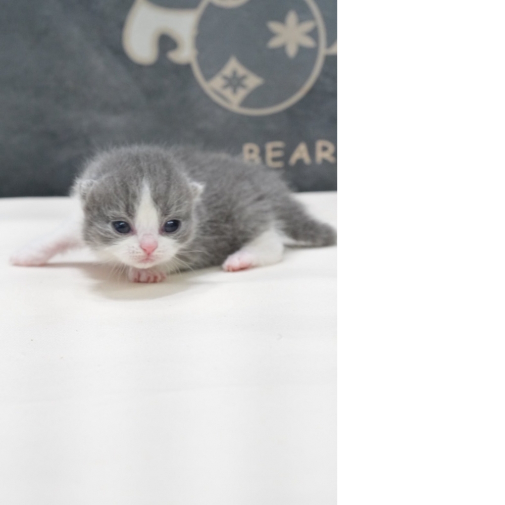 藍白賓士英短貓咪(2026.02.02誕生)弟弟*