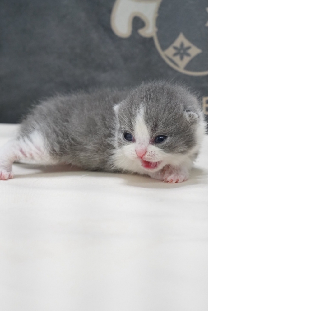 藍白賓士英短貓咪(2026.02.02誕生)弟弟*