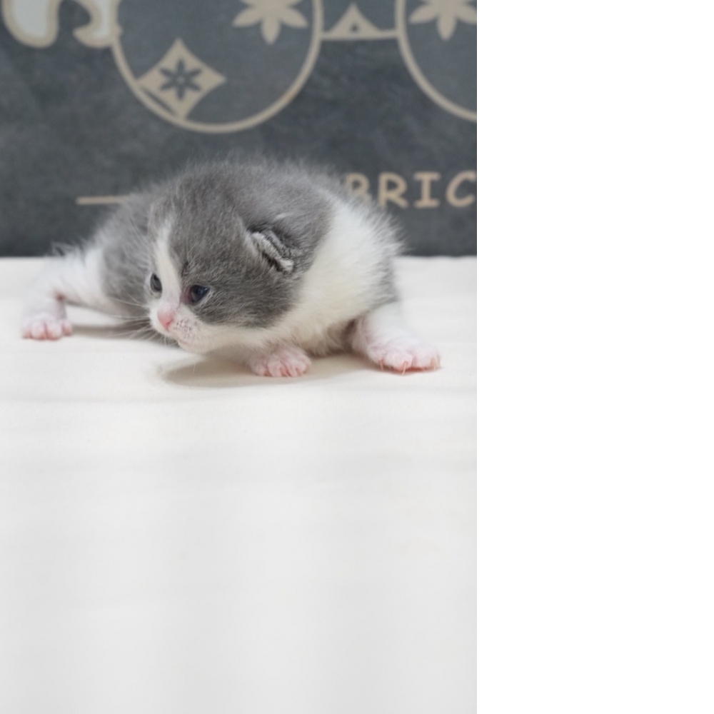 藍白賓士英短貓咪(2026.02.02誕生)弟弟*