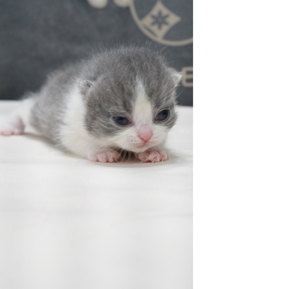 藍白賓士英短貓咪(2