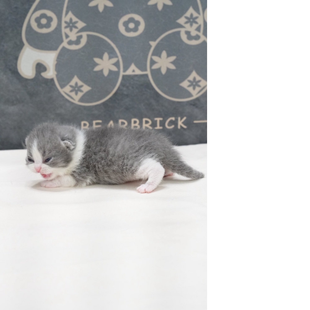 藍白賓士英短貓咪(2026.02.02誕生)弟弟*