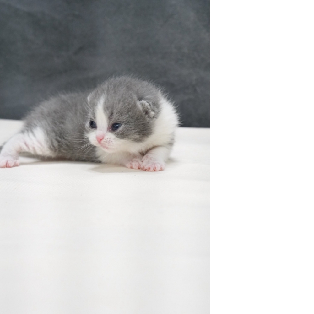 藍白賓士英短貓咪(2026.02.02誕生)弟弟*