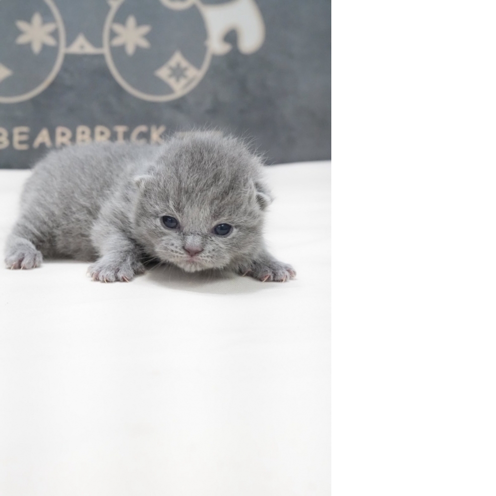 淺藍英短貓咪(2026.02.02誕生)*