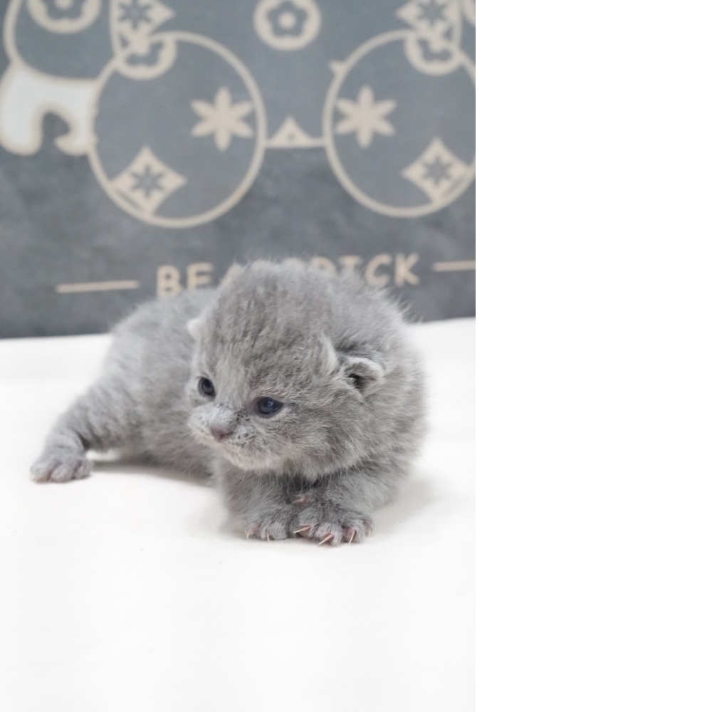 淺藍英短貓咪(2026.02.02誕生)*