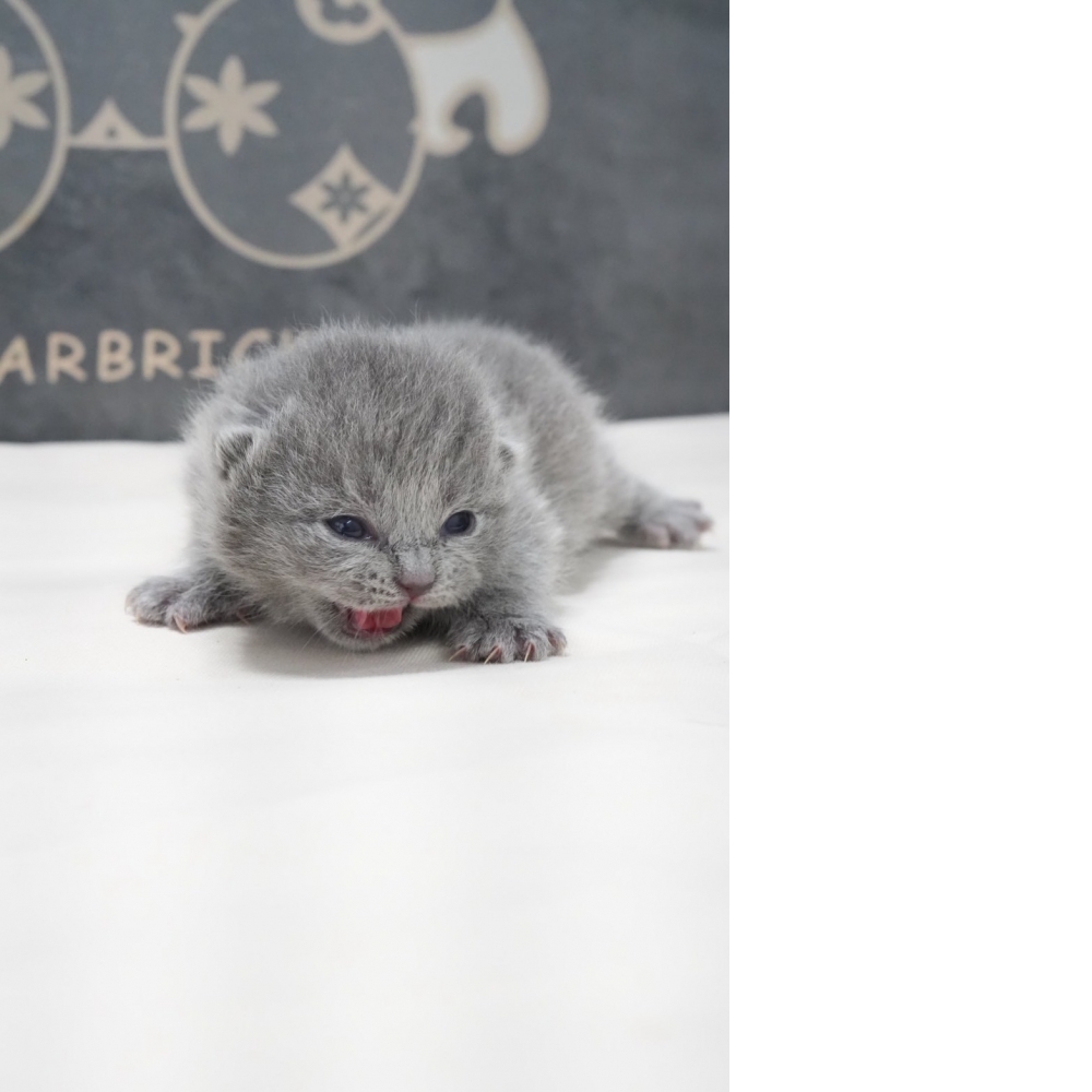 淺藍英短貓咪(2026.02.02誕生)*