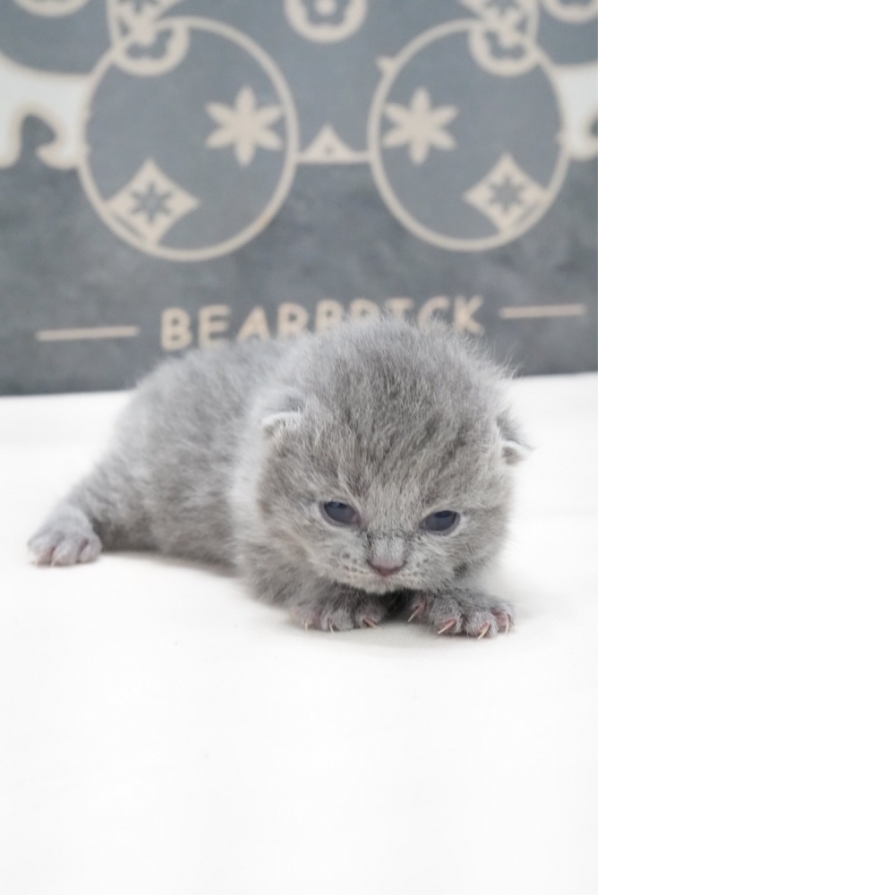 淺藍英短貓咪(2026.02.02誕生)*