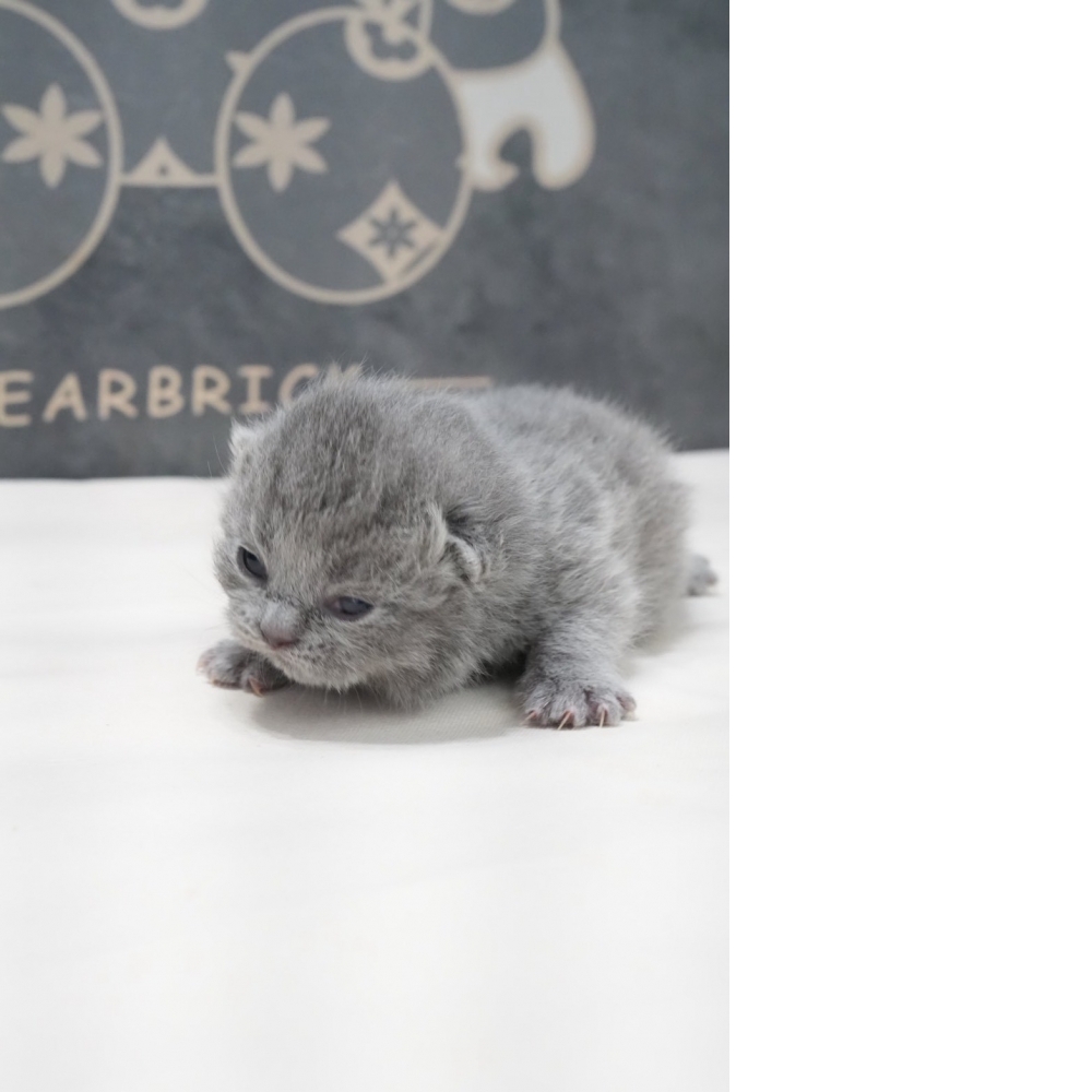 淺藍英短貓咪(2026.02.02誕生)*