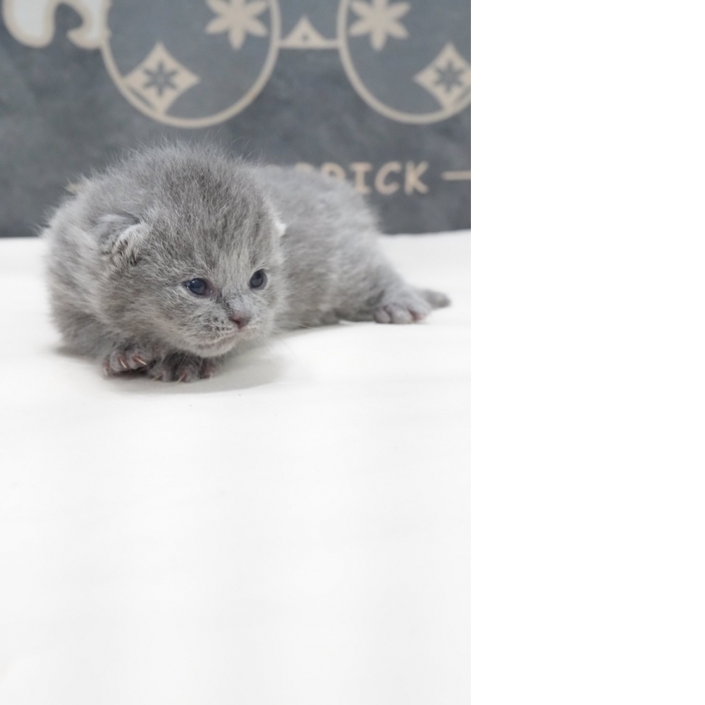 淺藍英短貓咪(2026.02.02誕生)*