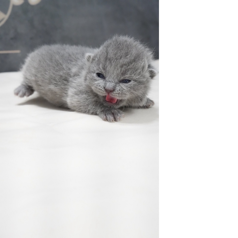 淺藍英短貓咪(2026.02.02誕生)*