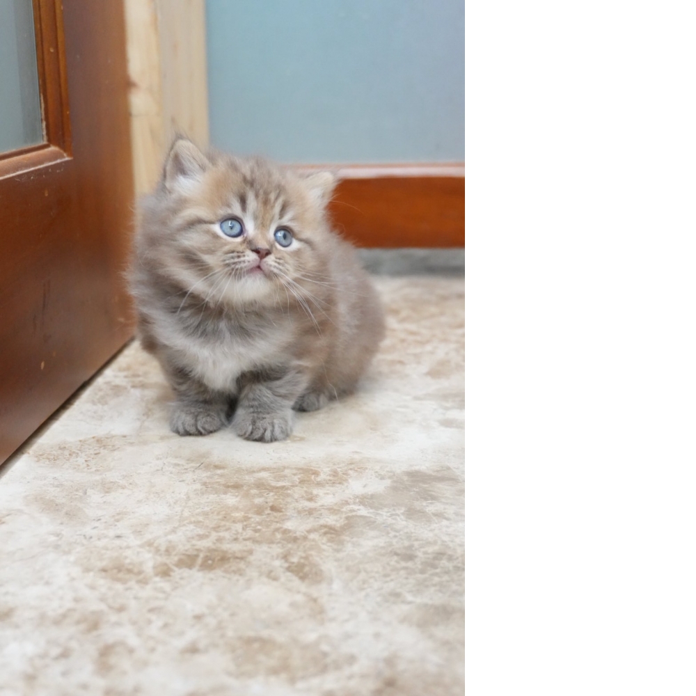 肉桂色英長貓咪(20