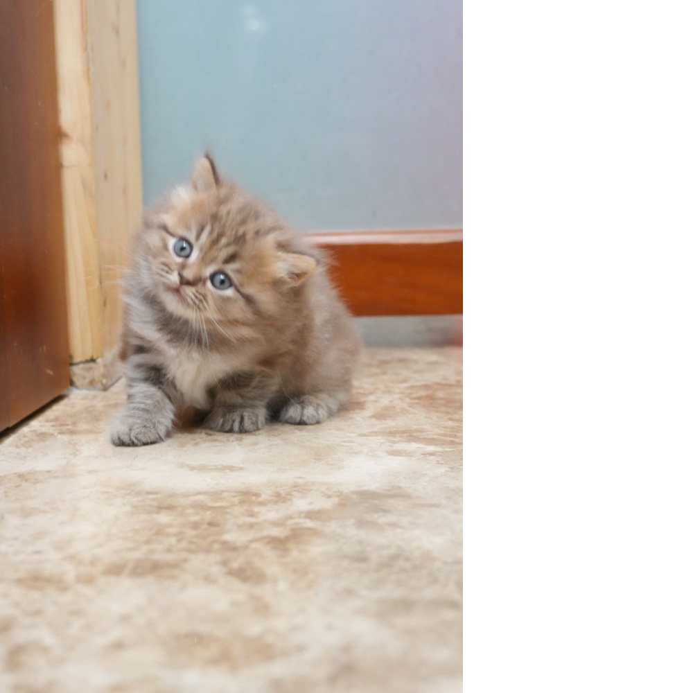 肉桂色英長貓咪(2026.01.01誕生)*