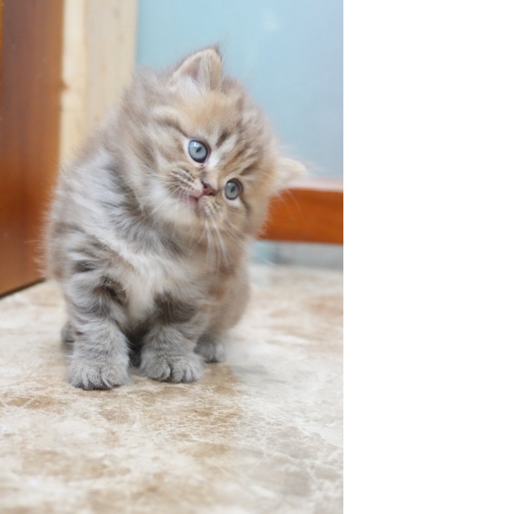 肉桂色英長貓咪(2026.01.01誕生)*