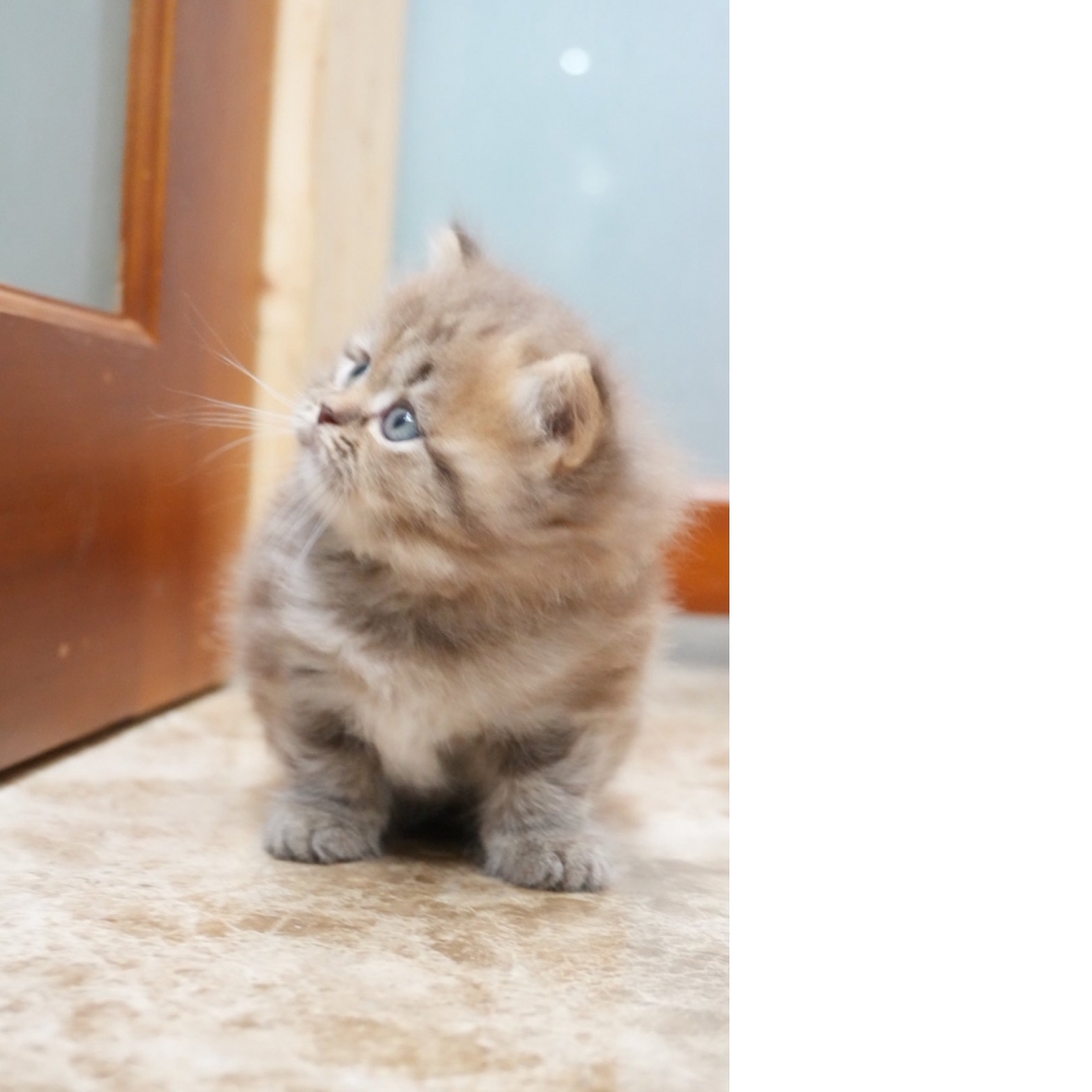 肉桂色英長貓咪(2026.01.01誕生)*