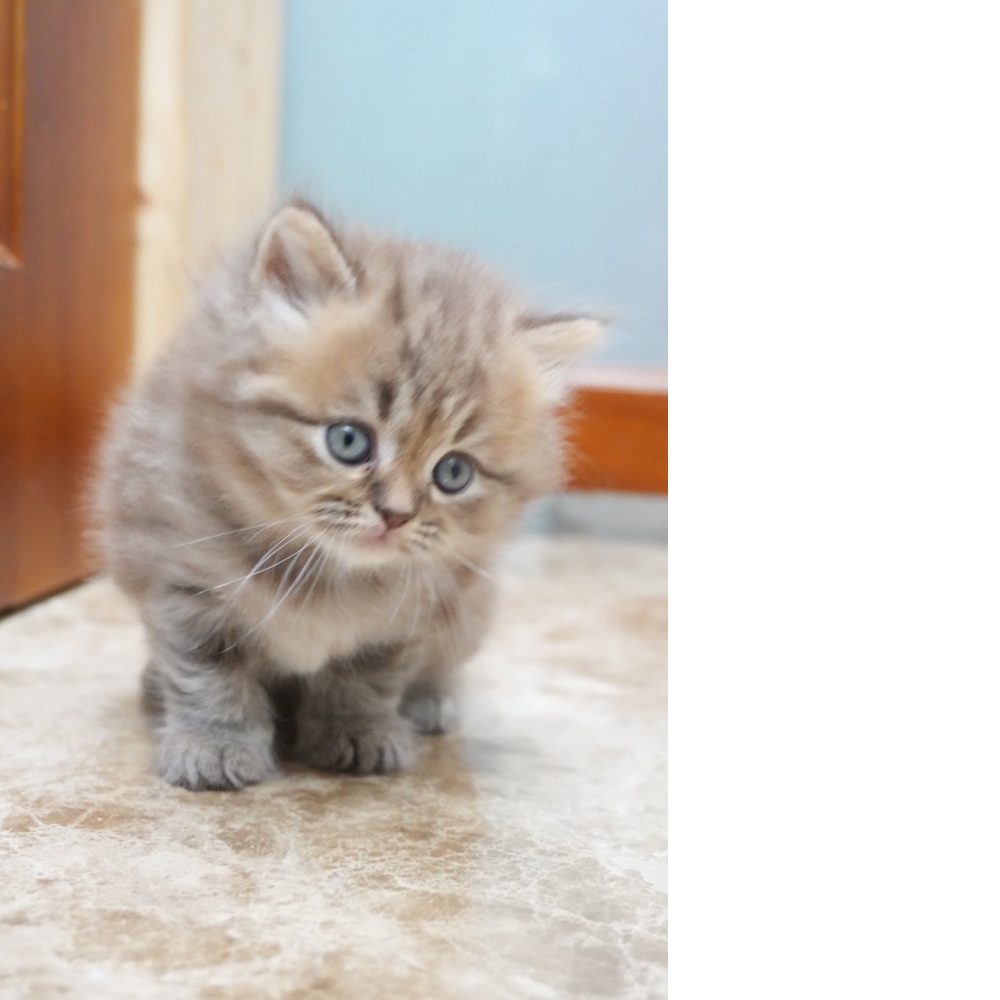 肉桂色英長貓咪(2026.01.01誕生)*