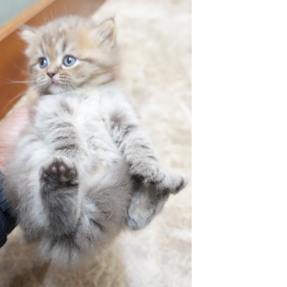 肉桂色英長貓咪(2026.01.01誕生)*