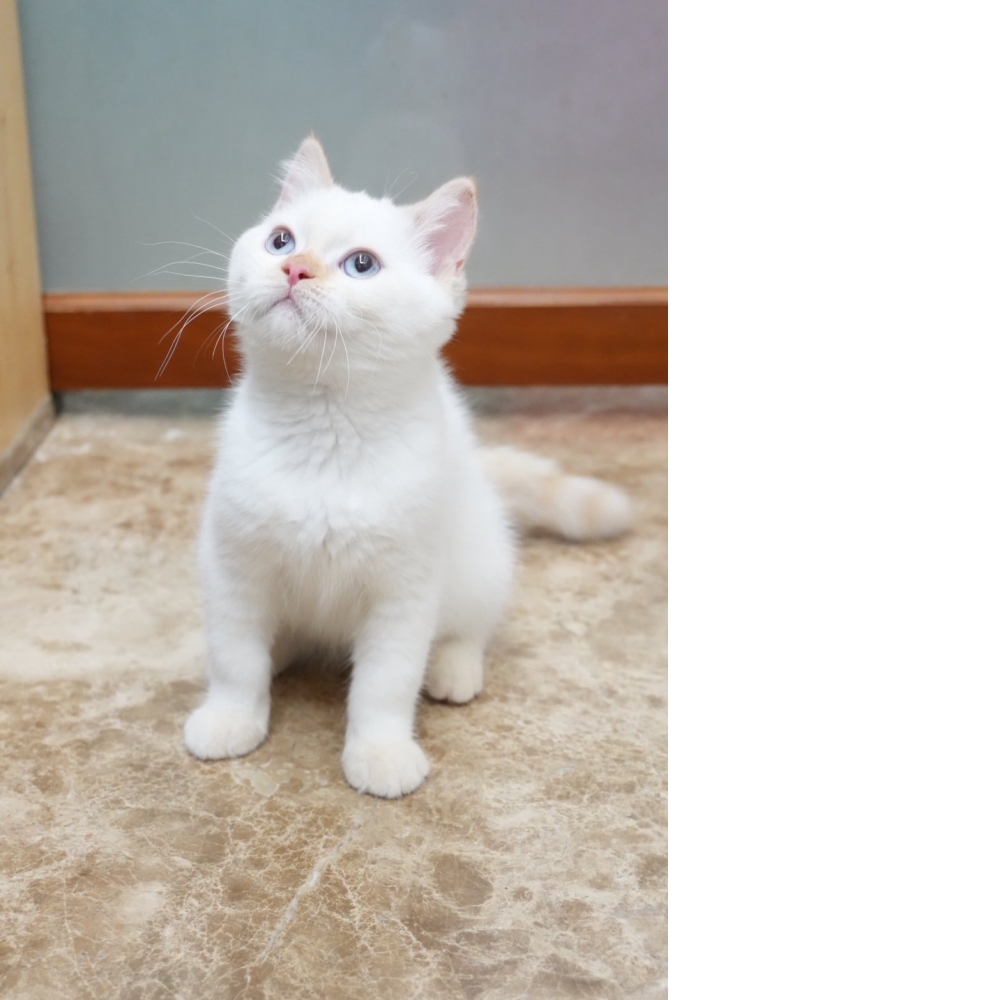 奶油端子英短貓咪*