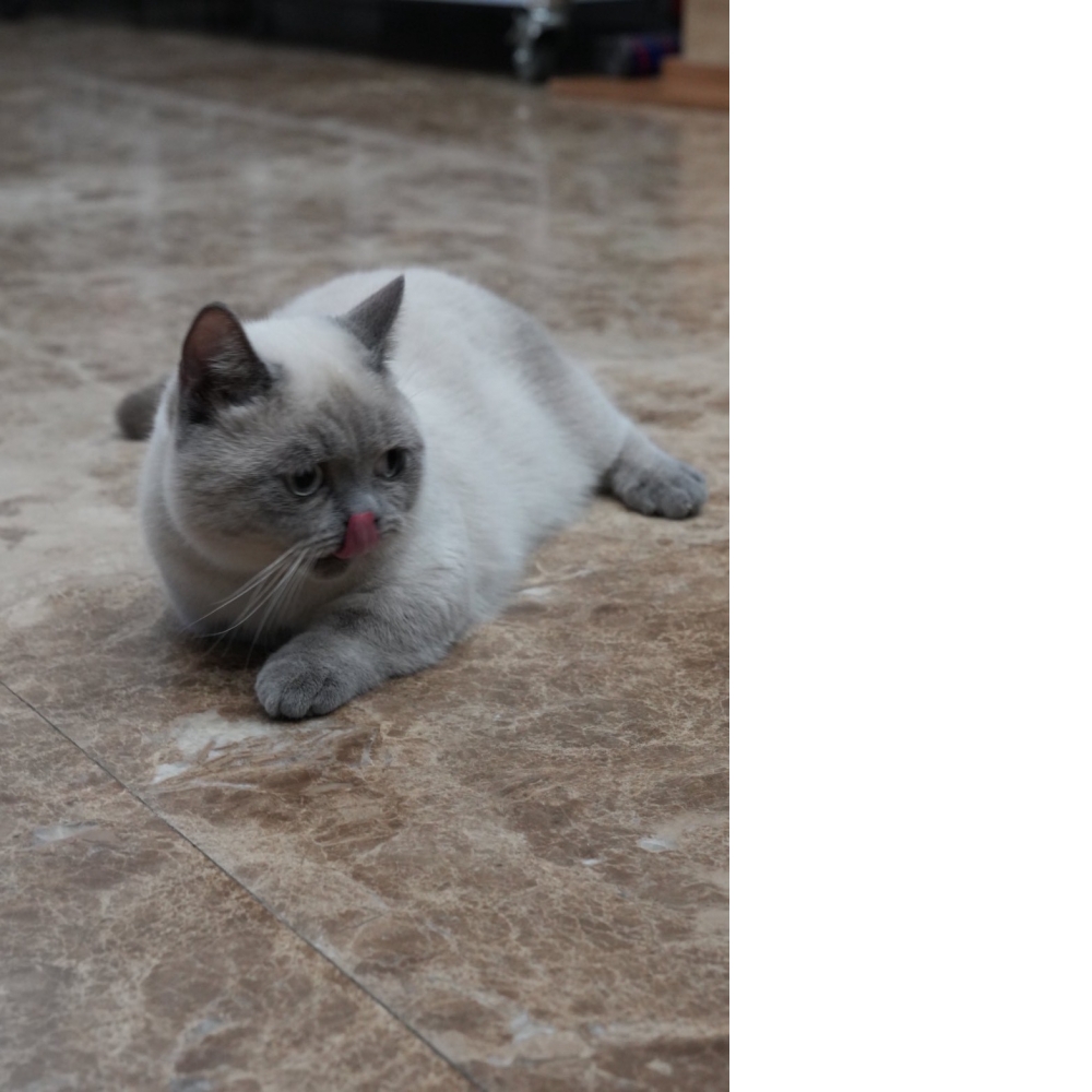 布偶色曼赤肯貓咪(2025.07.09誕生)*