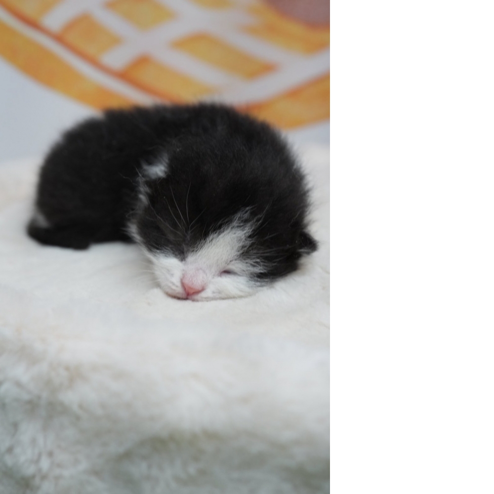 黑白賓士英短貓咪(2026.02.28誕生)*