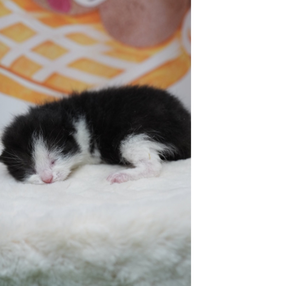 黑白賓士英短貓咪(2026.02.28誕生)*