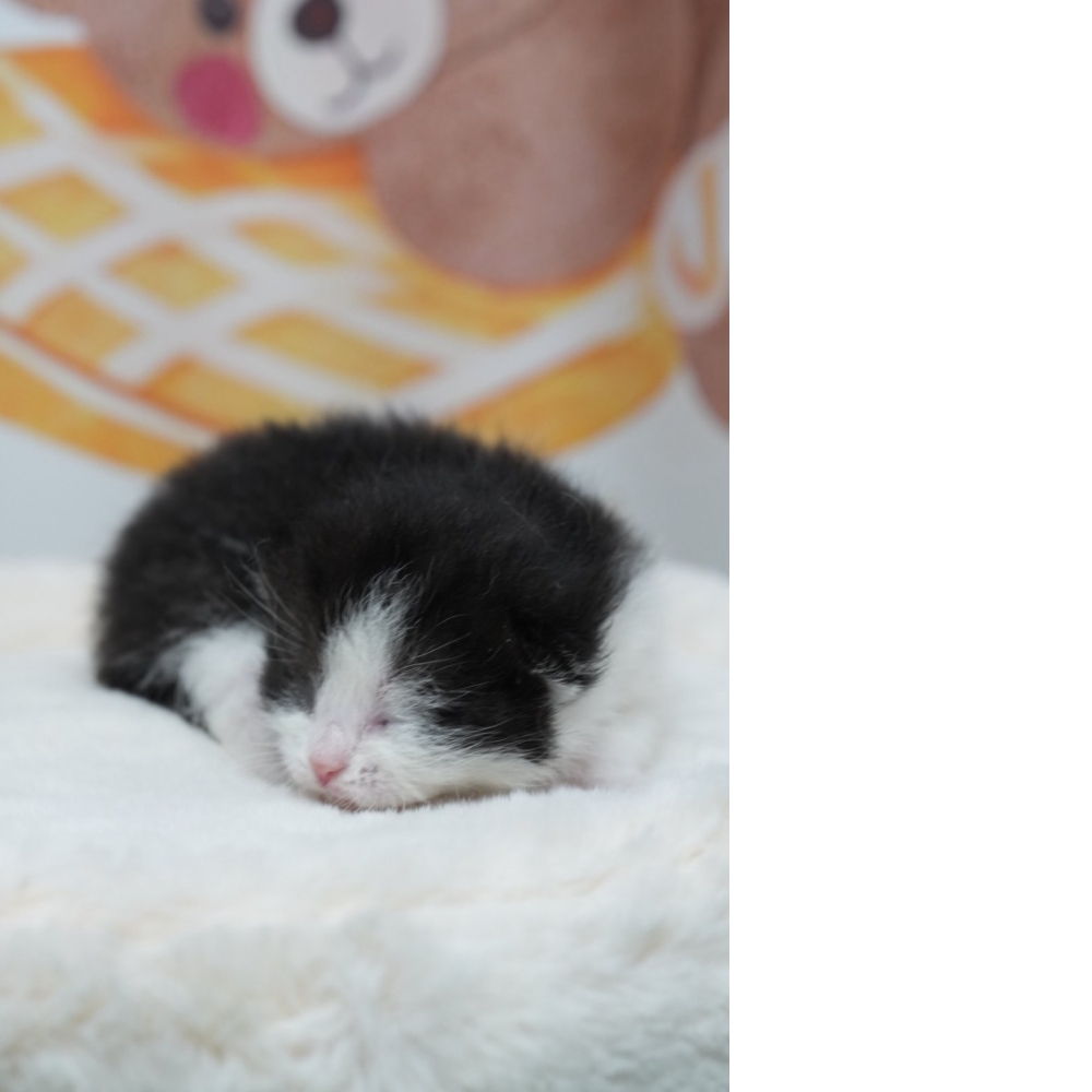 黑白賓士英短貓咪(2026.02.28誕生)*