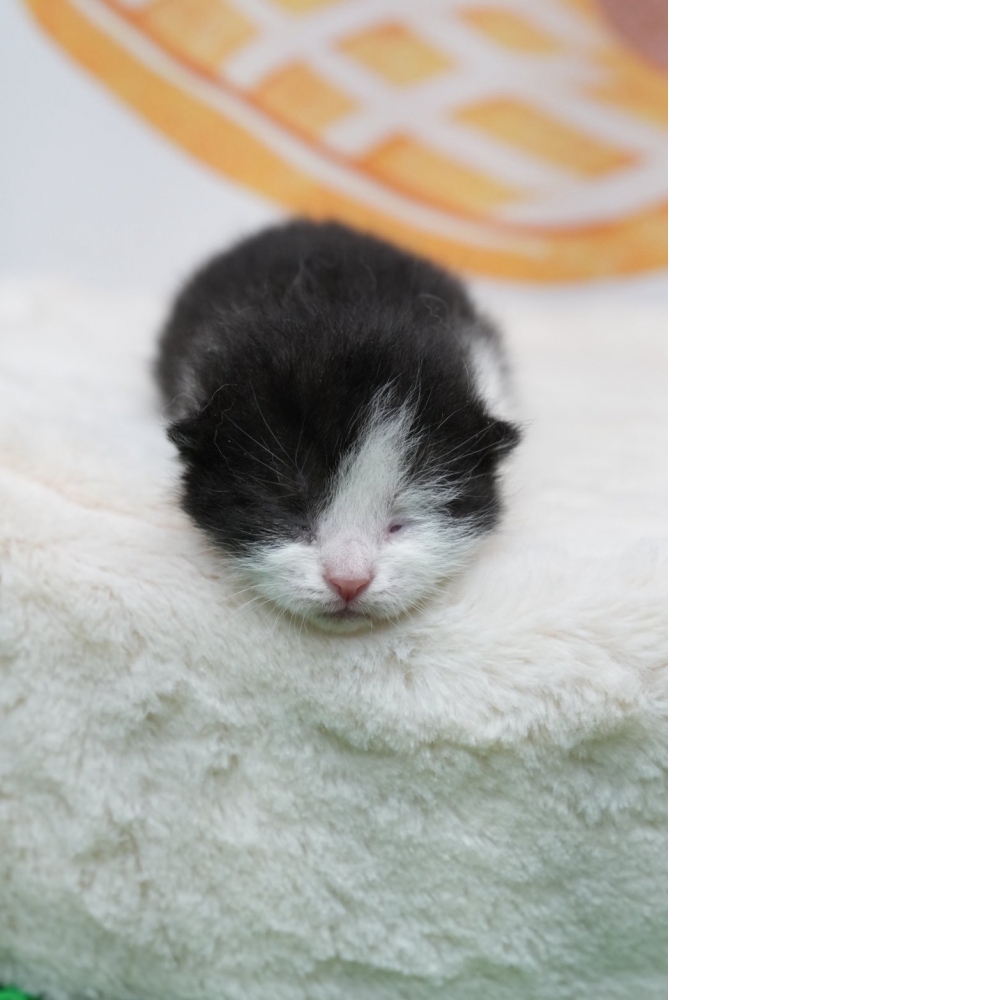 黑白賓士英短貓咪(2026.02.28誕生)*