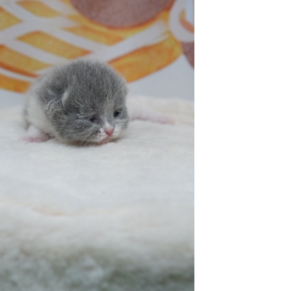 藍白英短貓咪(2026.02.28誕生)*