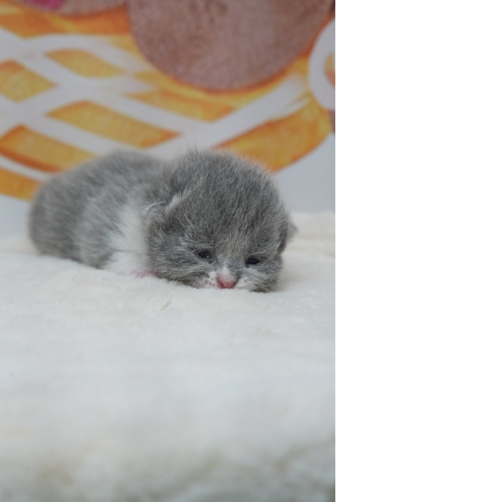 藍白英短貓咪(2026.02.28誕生)*