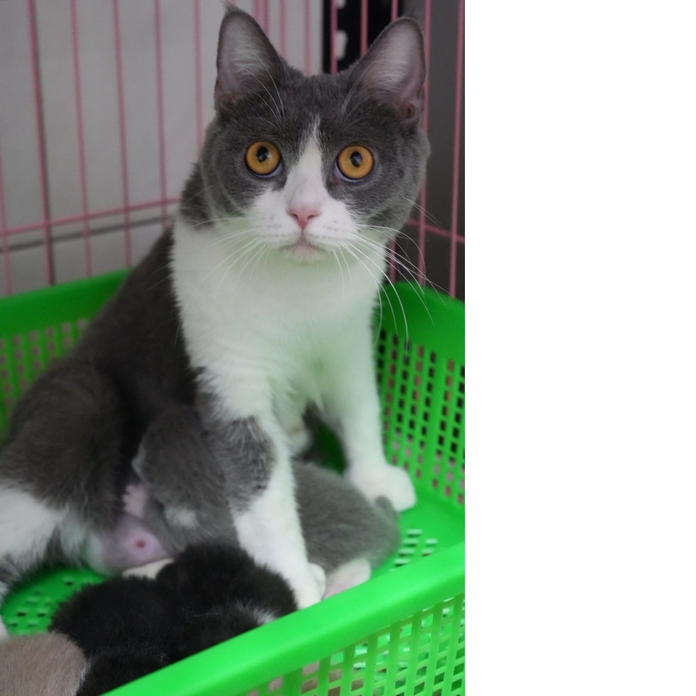 藍白英短貓咪(2026.02.28誕生)*