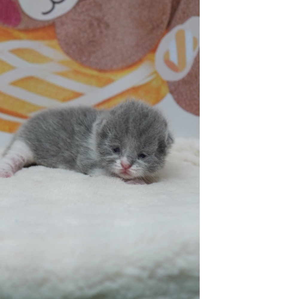 藍白英短貓咪(2026.02.28誕生)*