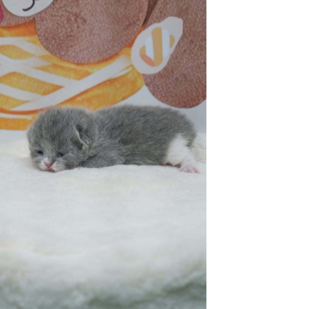 藍白英短貓咪(2026.02.28誕生)*