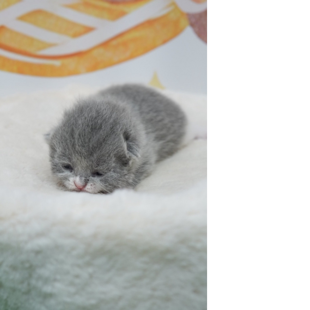 藍白英短貓咪(2026.02.28誕生)*