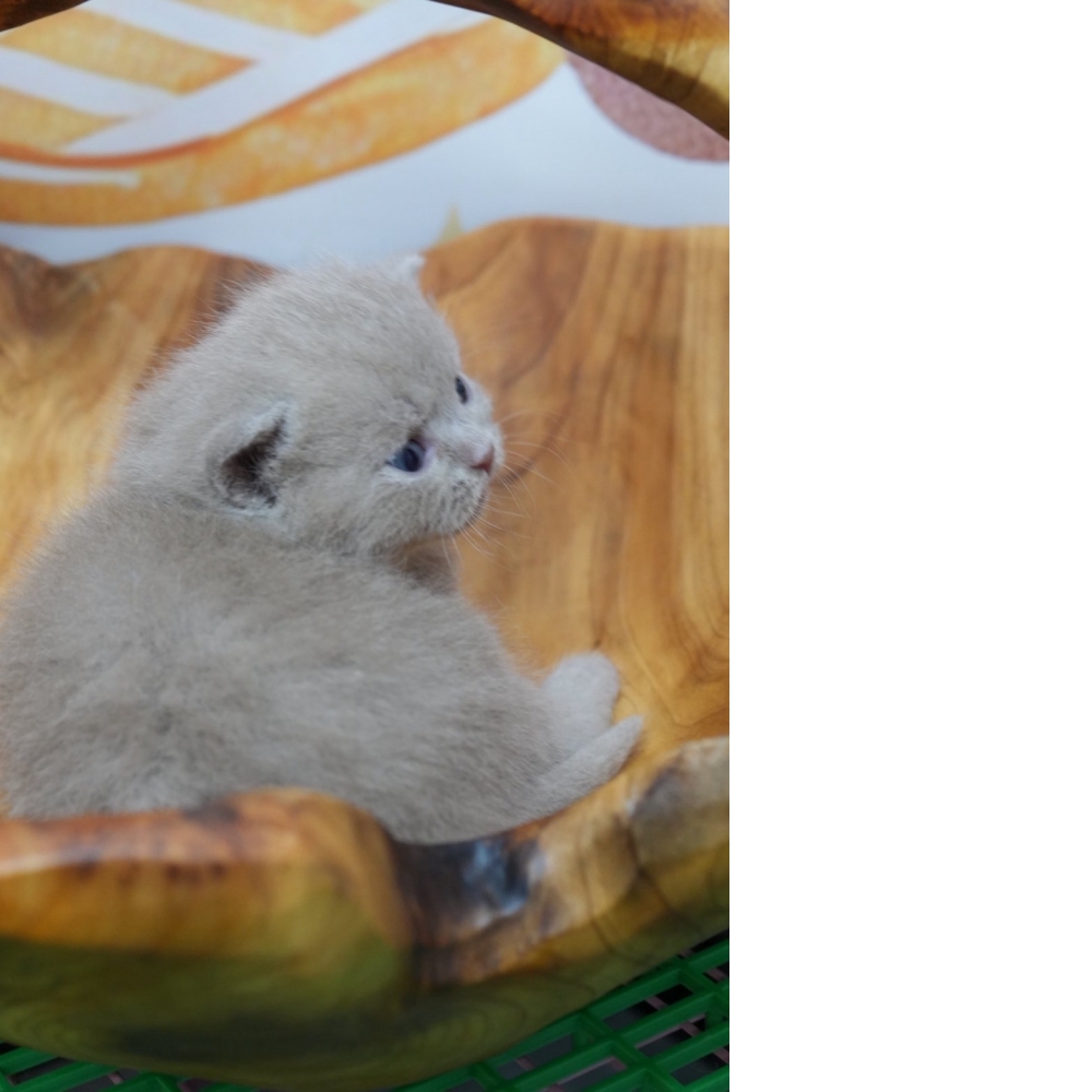 紫丁香英短貓咪(2026.02.28誕生)