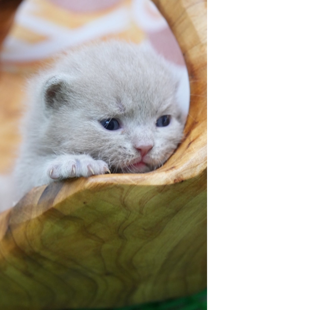 紫丁香英短貓咪(2026.02.28誕生)