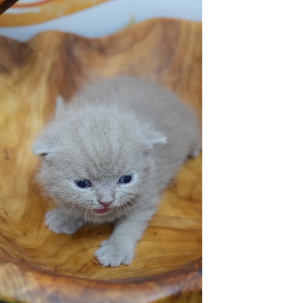 紫丁香英短貓咪(2026.02.28誕生)