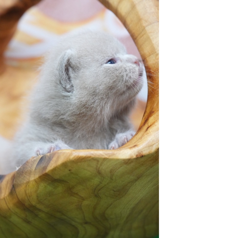 紫丁香英短貓咪(2026.02.28誕生)