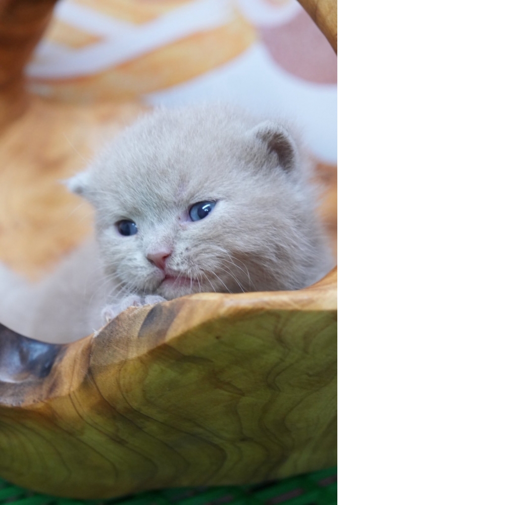 紫丁香英短貓咪(2026.02.28誕生)