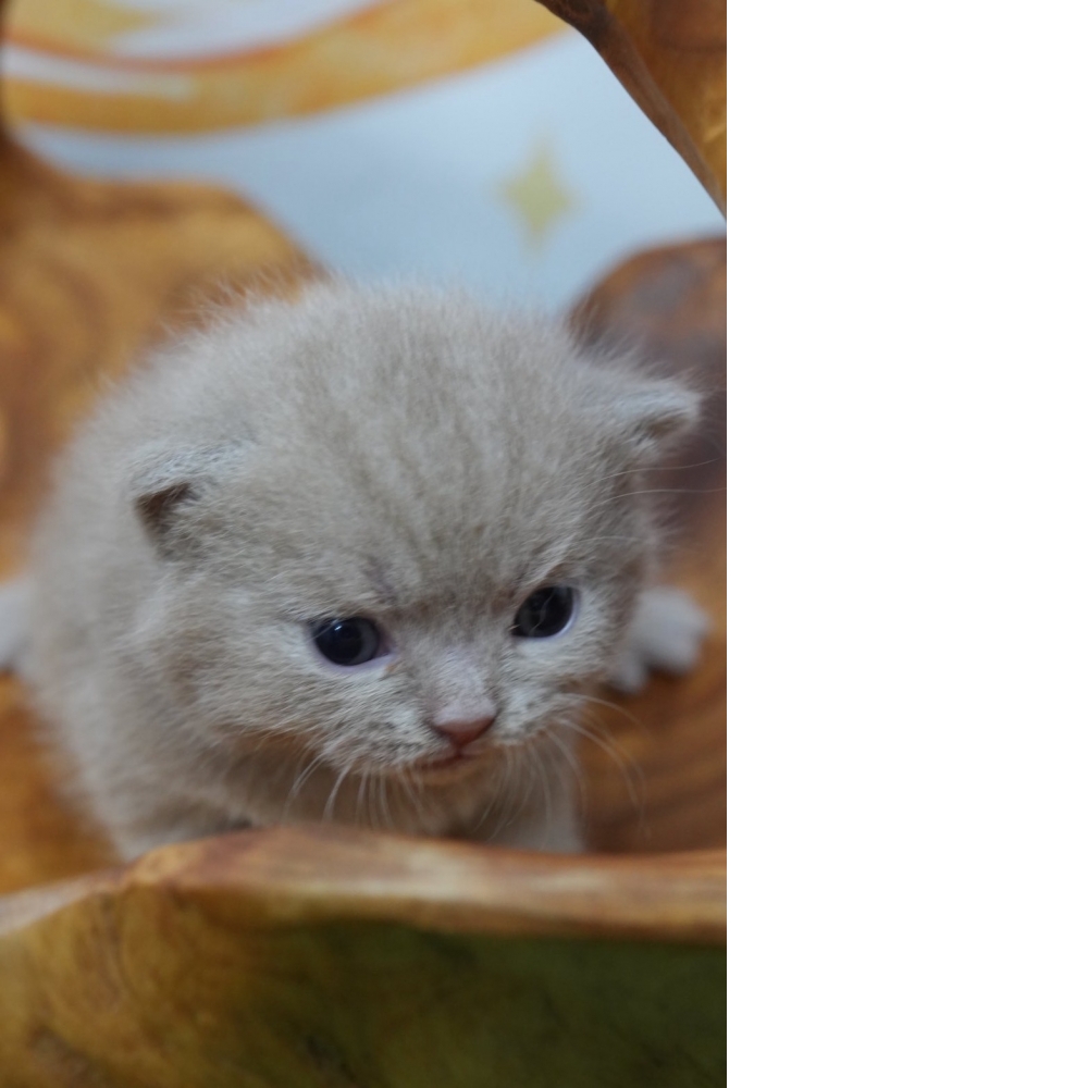 紫丁香英短貓咪(2026.02.28誕生)