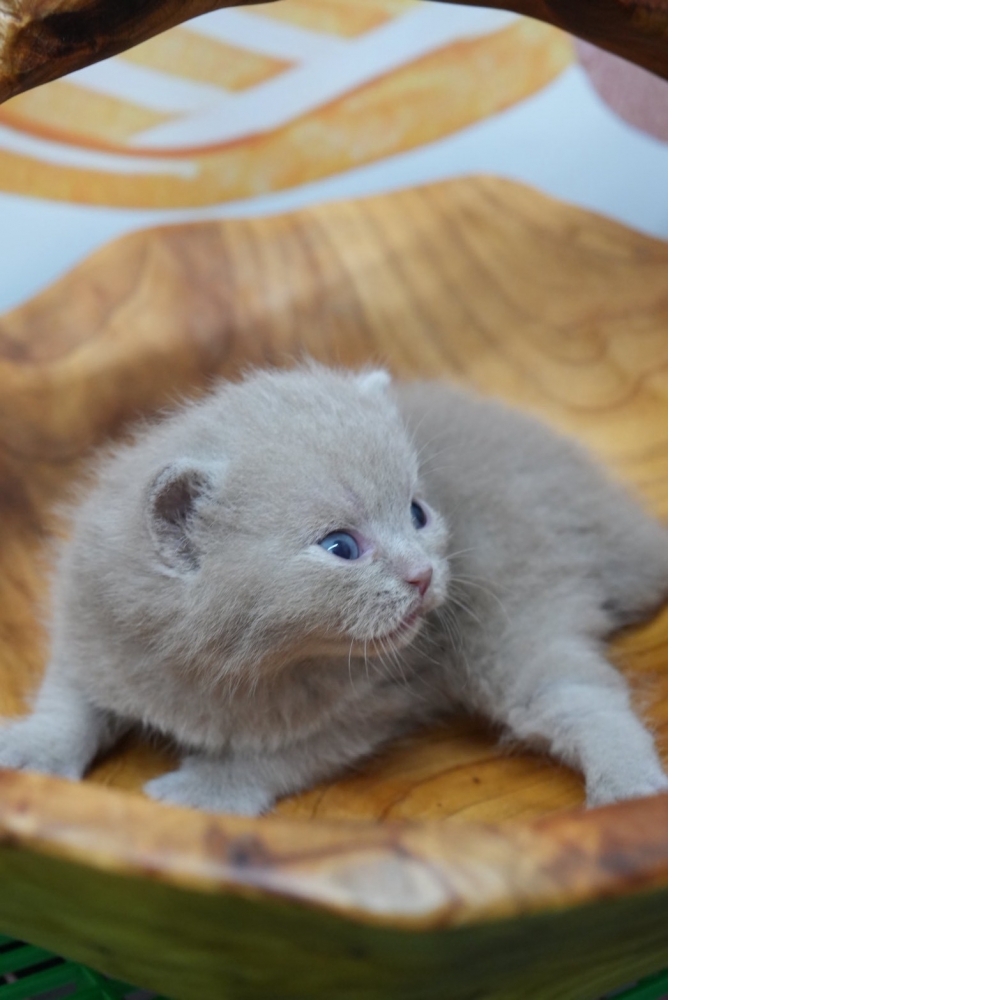 紫丁香英短貓咪(2026.02.28誕生)