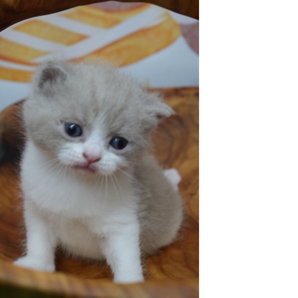 紫丁香賓士英短貓咪(