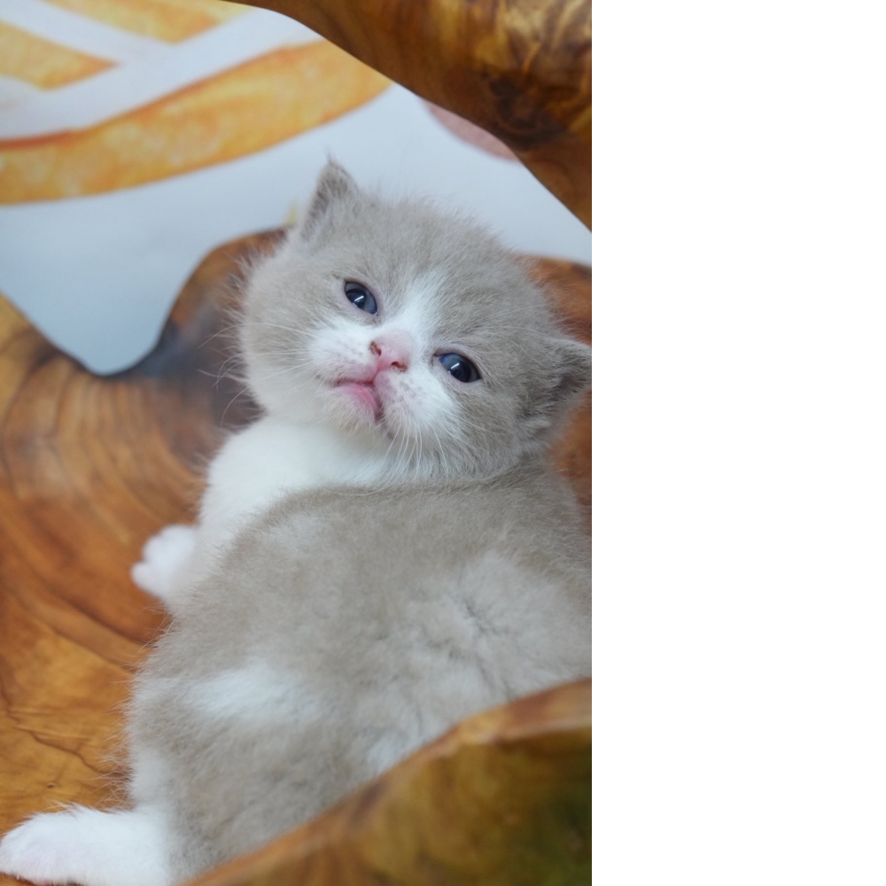 紫丁香賓士英短貓咪(2026.02.28誕生)*