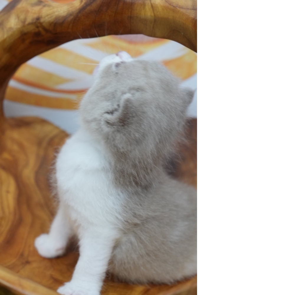 紫丁香賓士英短貓咪(2026.02.28誕生)*