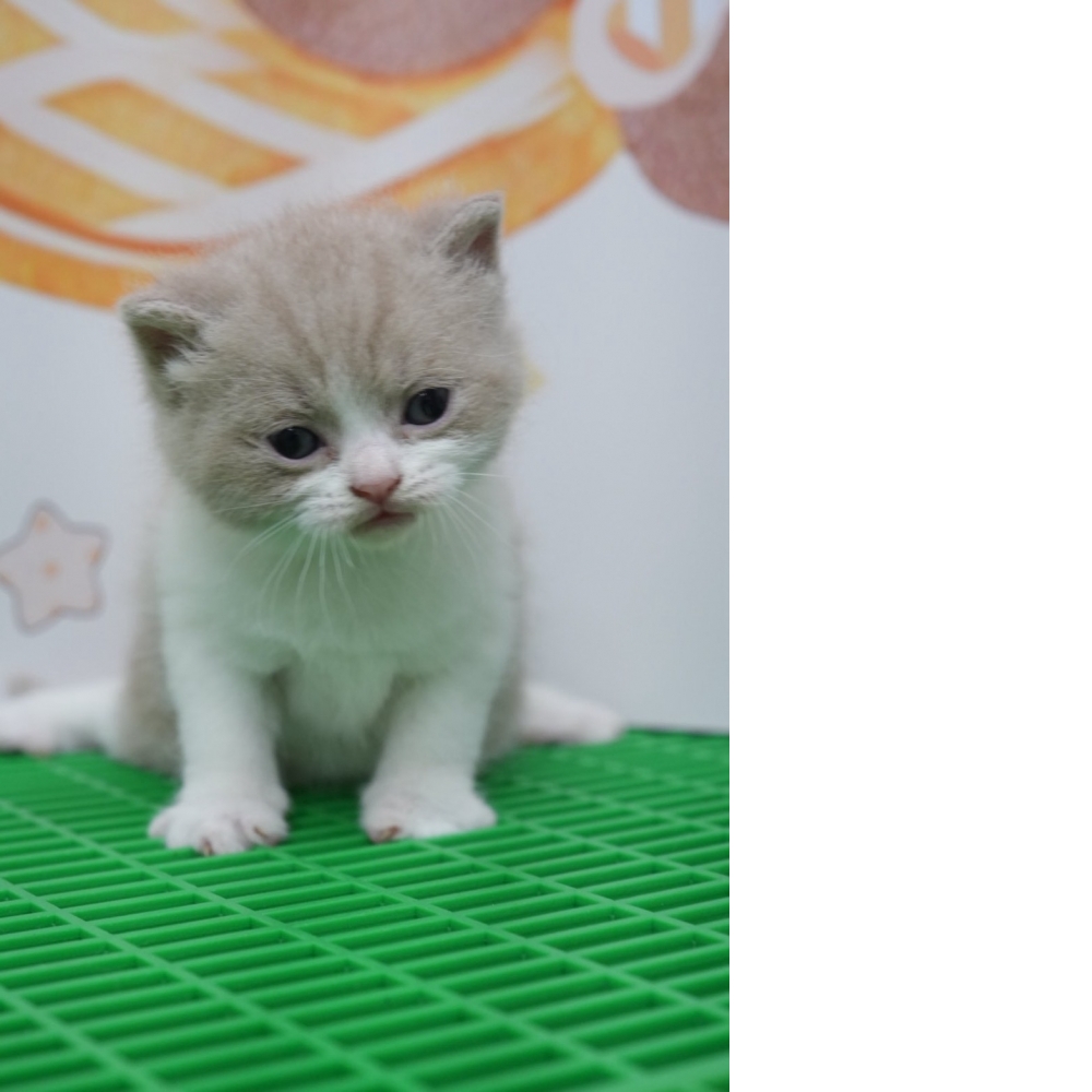 紫丁香賓士英短貓咪(2026.02.28誕生)*