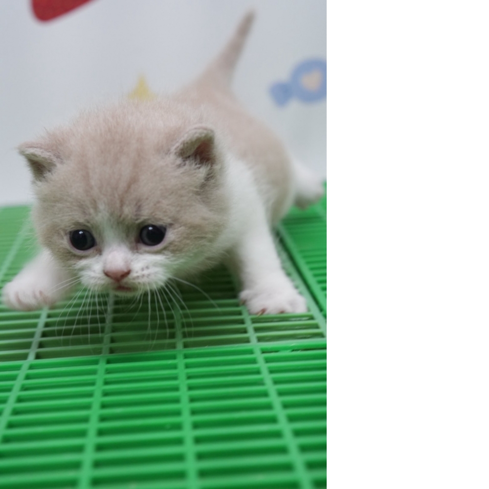 紫丁香賓士英短貓咪(2026.02.28誕生)*